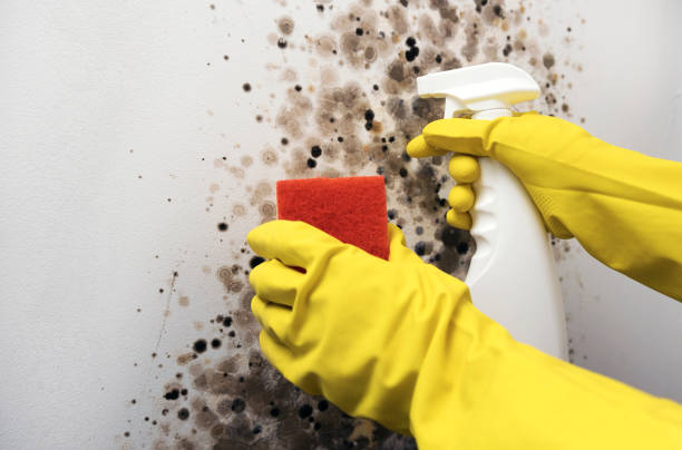 Best Commercial Mold Remediation in Brooksville, FL