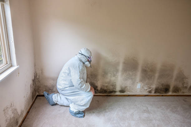 Best Emergency Mold Remediation in Brooksville, FL